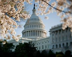 Capitol with cherry blossoms in front